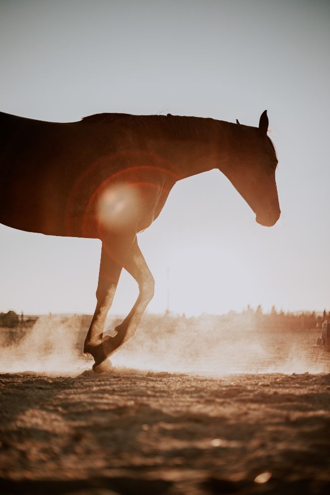 Un cheval avance dans la lumière du soir