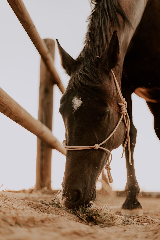 Un cheval broute près de la barrière, au soleil rasant