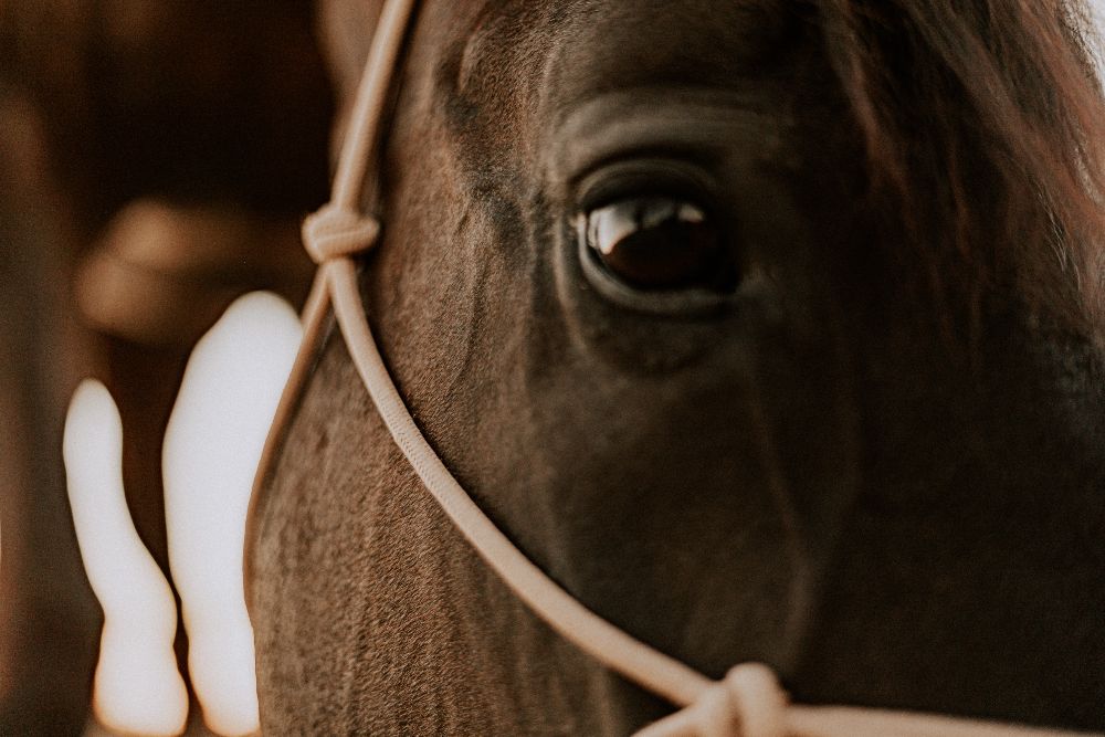 Détail de l'œil d'un cheval et de son licol